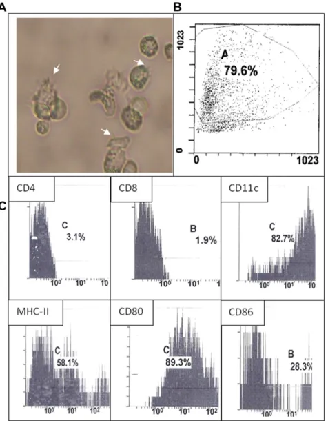 Figure 1. Microscopy and immunophenotype of bone marrow-derived mononuclear cells cultured in the presence of GM-CSF and IL-4 for 6 days followed by 1 more day of culturing for maturation with TNF- a 