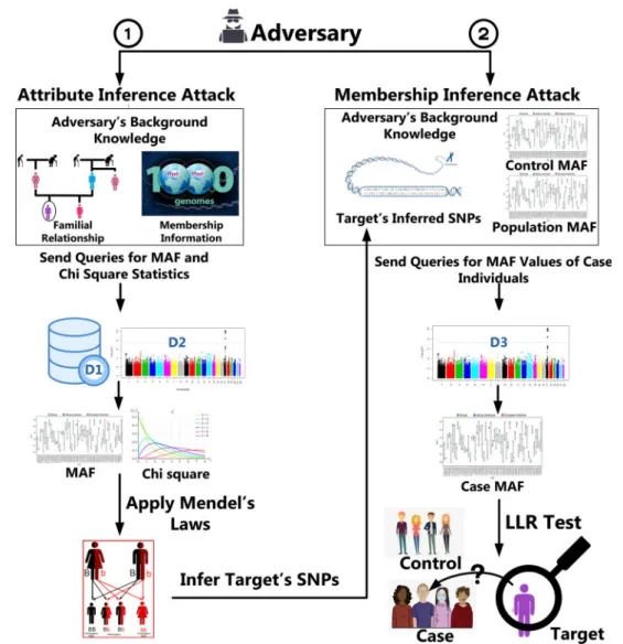 Fig. 1. Considered threat model. The adversary first runs the attribute inference attack against the target by using (i) results of differentially private MAF queries (from dataset D1) or chi-square statistics (from dataset D2), (ii) dependency between the