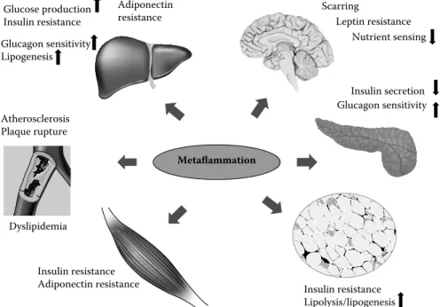 FIGURE 52.4  The impact of metaflammation on multiple organs leading to metabolic syndrome