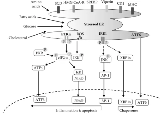 FIGURE 52.3  (See color insert.) The endoplasmic reticulum as a potential hub for metabolism, energy, immune, and stress responses