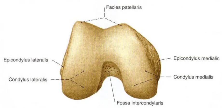 Şekil 2.2. Femur distal ucunun alttan görünüşü (Paulsen ve Waschke, 2011). 