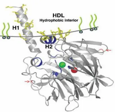 Şekil 1.2: PON1 Enziminin HDL üzerine bağlanma modeli [23]. 