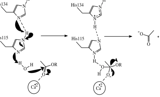 Şekil 1.3: Paraoksonaz Enziminin katalitik mekanizması [23]. 