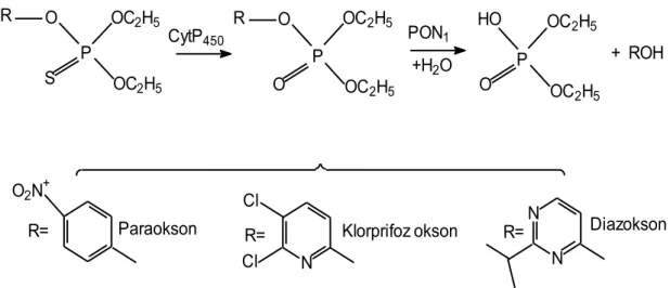 Şekil 1.6: Okson metabolitlerinin hidrolizi [20]. 