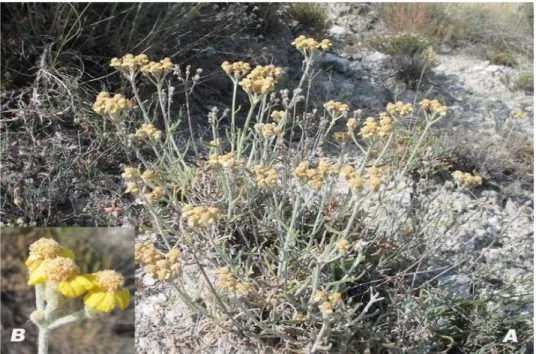 Şekil 1.4 Achillea gypsicola (Fotoğraf: Turan ARABACI)  (A: Genel görünüş  B: Kapitulum) 