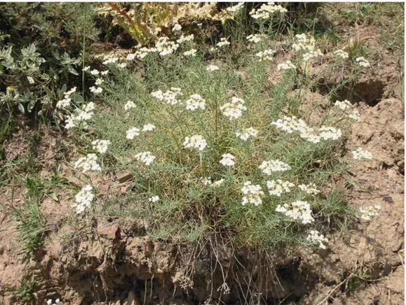 Şekil 1.6 Achillea teretifolia (Fotoğraf: Turan ARABACI) 