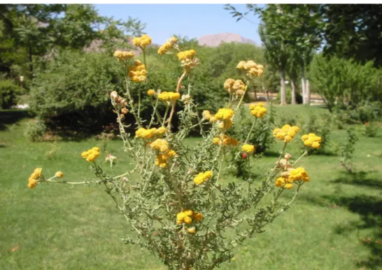 Şekil 1.7 Achillea vermicularis (Fotoğraf: Turan ARABACI) 