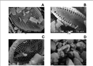 Figure 2. Scanning electron micrographs of DE (A), FCDE (B), FCDE-I (C), and Si-60GF 254 (D) with 10.000 × magnification.