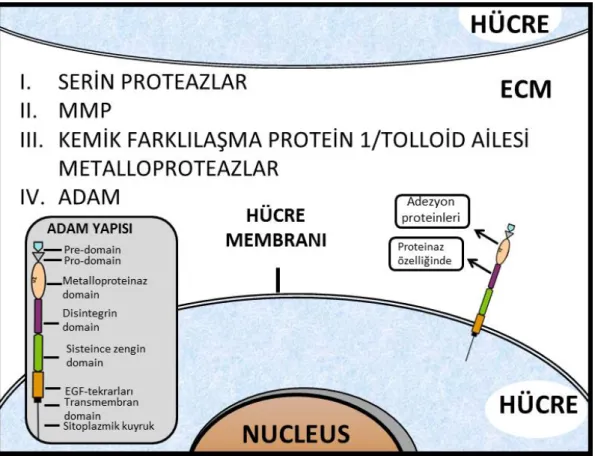 Şekil 1.1: Ekstrasellüler matriks ve ADAM ailesinin özellikleri. [11]’ den esinlenerek çizilmiştir