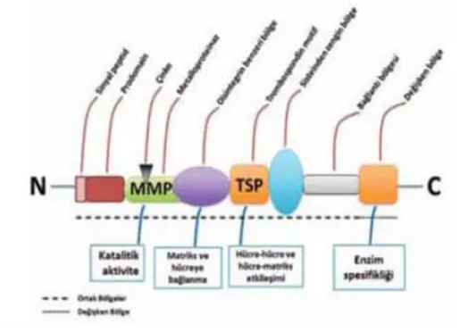 Şekil 1.2: ADAMTS proteinlerinin biyokimyasal yapısının şematik olarak gösterimi [2]. 