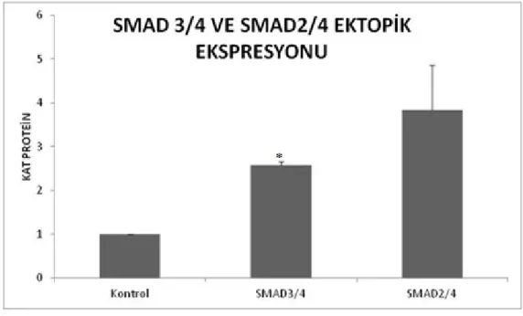 Şekil 3.15: SMAD 2-3-4 transfekte edilmiş HEP3B hücrelerinde SMAD ve β-aktin proteinlerinin   densitometrik analizi 