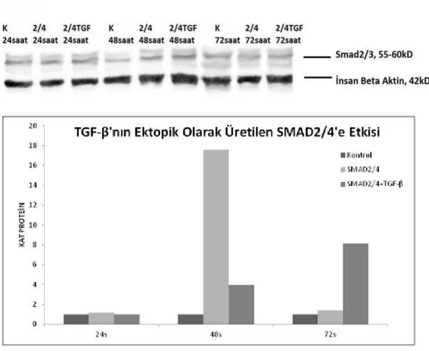 Şekil 3.16: SMAD2/4 transfekte edilen ve TGF-β sitokini uygulan hücrelerde SMAD2/4 ve İnsan       Beta Aktinin protein etkisinin jel görüntüsü ve densitometrik analiz sonucu