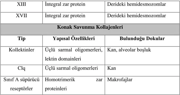 Şekil 1.1: Kollajen biyosentezi [4]. 