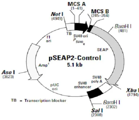 Şekil 2.3: pSEAP2 kontrol (Clontech) vektör haritası. 