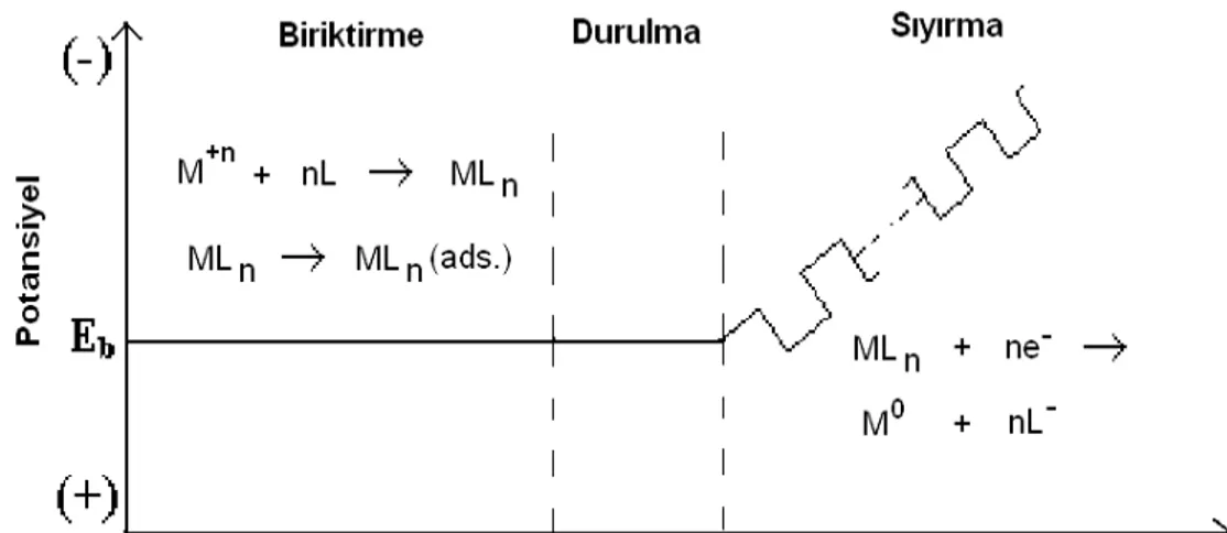 Şekil 1.1:  Yüzey aktif bir metal kompleksinin AdKSV ile ölçümündeki  adımlar 