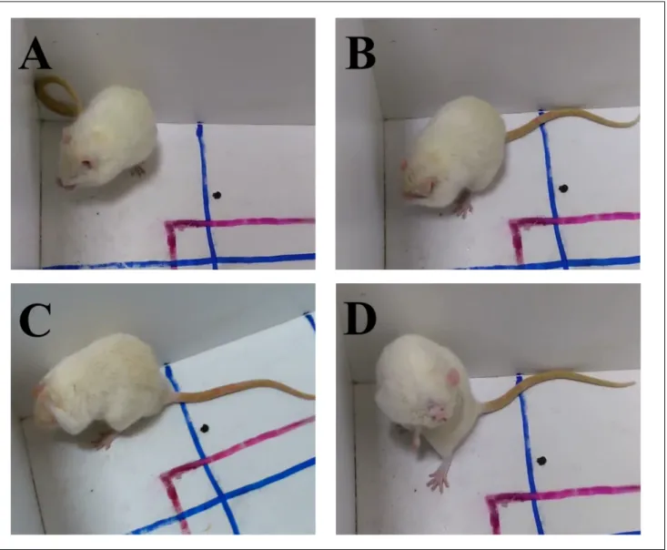 Fig. 1. Cephalocaudal transition of self‑grooming behavior in rats. (A) Phase 1: elliptical bilateral paw strokes made near the nose (paw and  nose grooming) (B) Phase 2: series of unilateral strokes (each made by one paw) from whiskers to below the eye (f