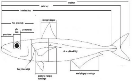 Şekil 3.3: Bir balık vücudunun çeşitli kısımları. 