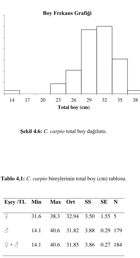 Şekil 4.6: C. carpio total boy dağılımı. 
