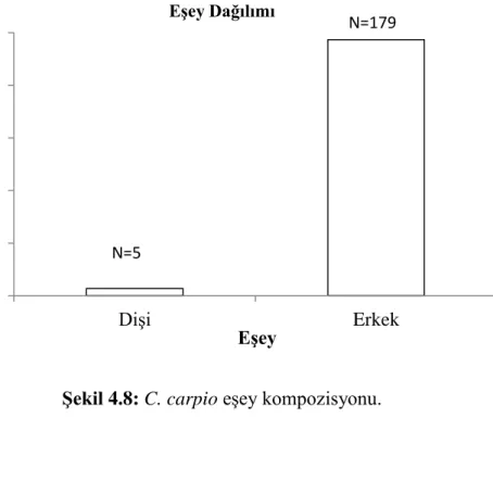 Şekil 4.8: C. carpio eşey kompozisyonu. 