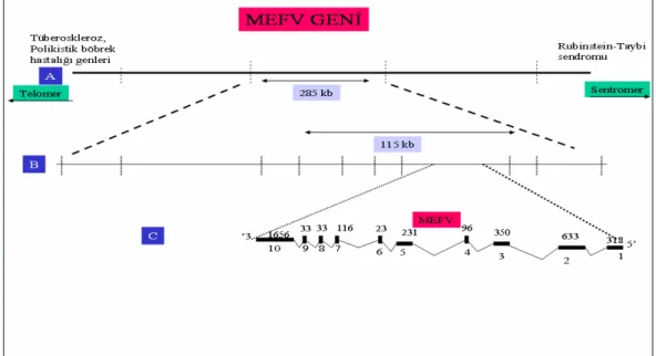 Şekil 1.2: MEFV Geninin Yeri (A: MEFV geninin yeri B: FMF aile çalışmaları ile  tespit  edilen  bölge  (285  kb),  Askenazi  olmayan  Yahudilerde  yapılan  çalışmalarda  saptanan bölge (115kb), C: MEFV geninin genomik yapısı [59] 