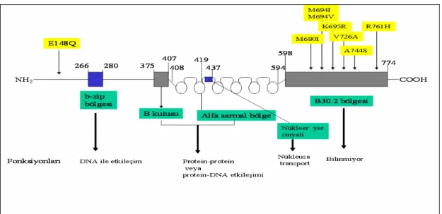 Şekil 1.9 : Pirin proteini ve mutasyonların olası bölgeleri [59] 