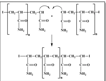 Şekil 1.27: Akrilamid homopolimerinin birleşme ile sonlanması. 