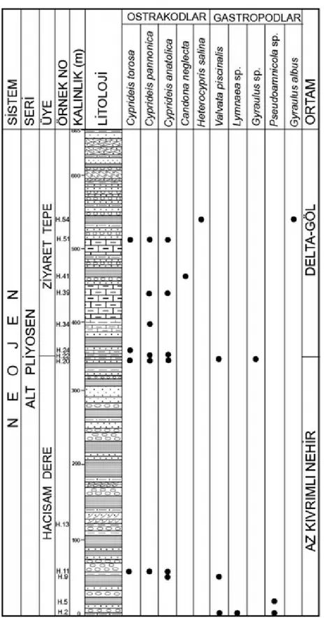 Şekil 6.  Hacısam Dere ölçülü stratigrafi kesitinde fosillerin dağılımı (Şekil 2’de 5 nolu kesit) (Açıklama için Şekil 9’a  bakınız).
