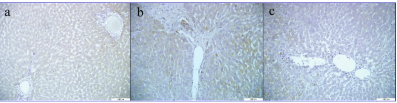 Şekil 1. a) Kontrol: Karaciğerin normal histomorfolojisi, H&amp;E, b) CCl 4 : Portal bölgeden hepatik lobüllere doğru gelişen hepatik fibrozis