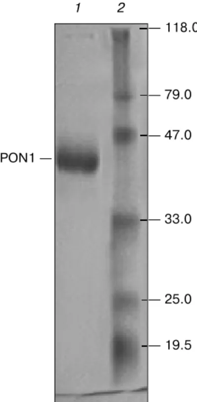Fig. 1. SDSPAGE gel electrophoresis of PON1 purified by ammonium sulfate precipitation and hydrophobic interaction chromatography gel