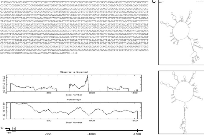 Figure 2. (A) Putative human URG4/URGCP promoter region spanning –1516/+63 bp. (B) Bioinformatic analysis revealed a promoter  region around –1500 bp including TSS at the +58 bp position for the URG4/URGCP gene, and 300 bp of the promoter region showed  ex