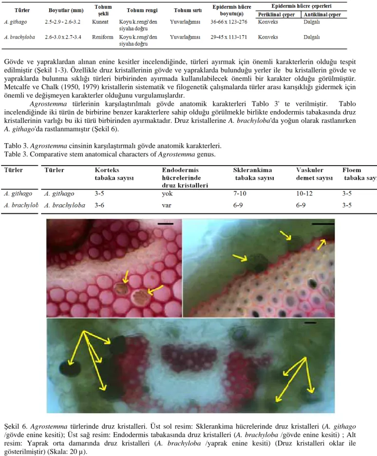 Tablo 2. Agrostemma türlerinin karşılaştırmalı tohum morfolojisi. 