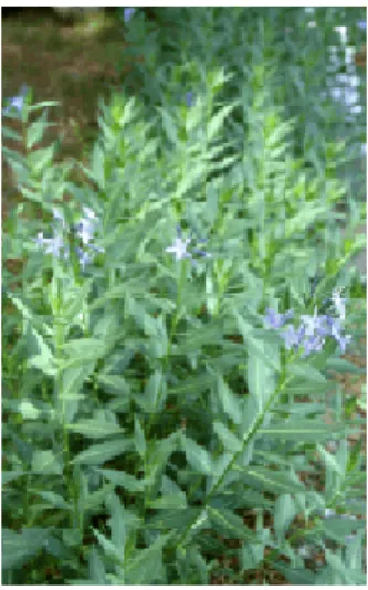 Fig. 2: Leaf morphology