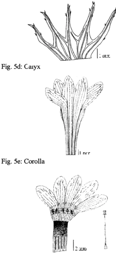 Fig. 5a: General appearence of flower