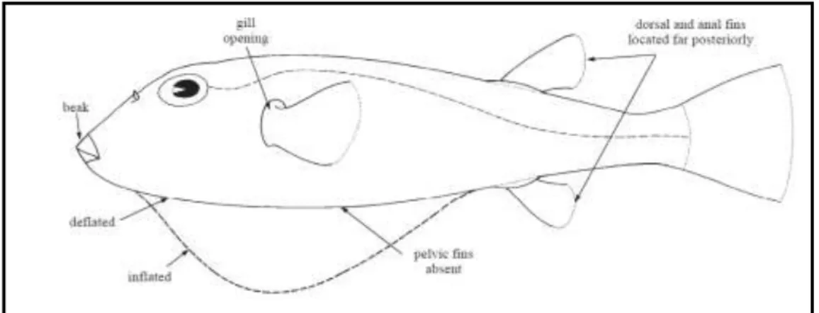 ġekil 2.1:Tetraodontidae Familyasının morfolojik gösterimi (beak: gaga, gill opening: solungaç  yarığı, dorsal and anal fins located far posteriorly: dorsal ve anal yüzgeçlerin posteriordeki yerleĢimi, 