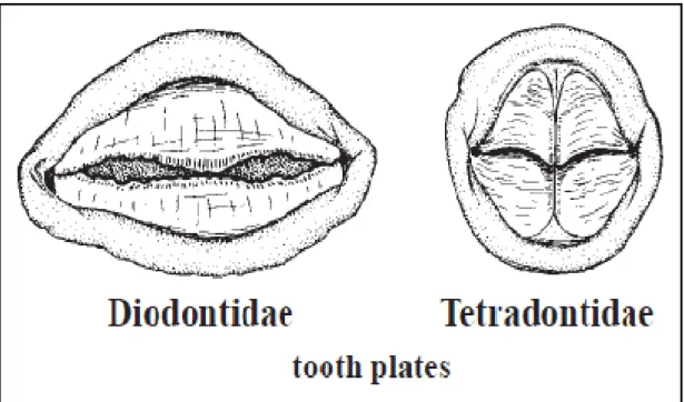 ġekil 2.2:Diodontidae familyası ve Tetraodontidae familyasının çenelerinin karĢılaĢtırılması (tooth  plates: diĢ plakaları) (FAO, 2002b) 