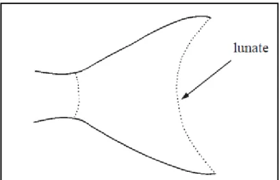 ġekil 2.4: Lagocephalus cinsinin kaudal yüzgeci (lunate: hilal Ģekli) (FAO, 2002c) 
