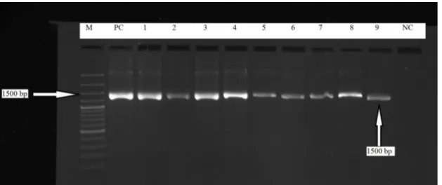 Figure 1. PCR results of 16s rRNA gene for L. monocytogenes strains with 100 bp plus ladder M: Marker, PC: Positive  control, NC: Negative control: Line 1-9: positive L