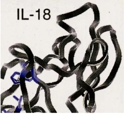 Şekil 2.1: İnterlökin-18 (IL-18) yapısı [80]. 