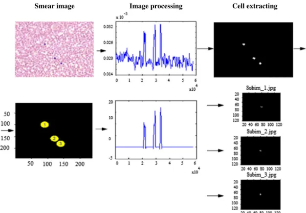 Fig. 2. Overall process of cell segmenting, counting, size determination, cell extracting, cell labeling and placing into an empty submatrix for further classiﬁcation process.