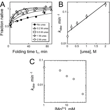 FIGURE 6. Effects of urea and Mg 2ⴙ on refolding of the misfolded ribozyme. A, refolding progress in the presence of urea