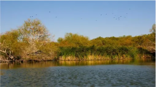 Şekil 3.16: Alan habitat örneği (Doğa Koruma ve Milli Parklar, 2019).