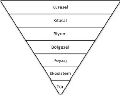 ġekil 1. Yaygın Olarak Kullanılan Ekolojik Ölçekler (World Resource  Institute, 2005)