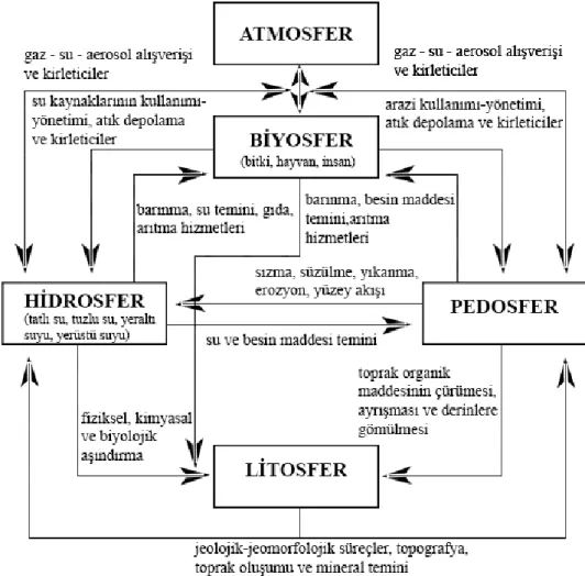 ġekil 3. Ekosistemi OluĢturan BileĢenler ve Bunların Birbirleriyle Bağlantıları  (Evrendilerk, 2004) 