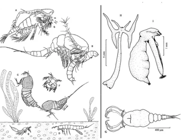 Şekil 1.1: Tatlı su kopepod çeşitliliği. A. Calanoida, Arctodiaptomus dorsalis, ♂, B. Cyclopoida, Mesocyclops  americanus,  ♀