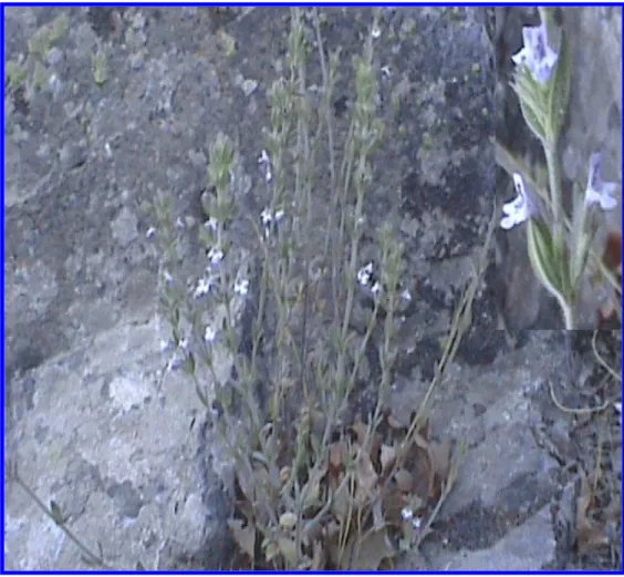 Şekil 3.21 Micromeria graeca  subsp. graeca genel görünüş ve çiçek 