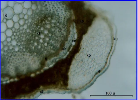 Şekil 3.4 Micromeria myrtifolia  gövde anatomisi ; ku: kutikula, e: epidermis,  st: stoma, ko: kollenkima, kp: korteks parankiması, en: endodermis, sk: sklerenkima,  fl: floem, ks: ksilem, ö: öz  