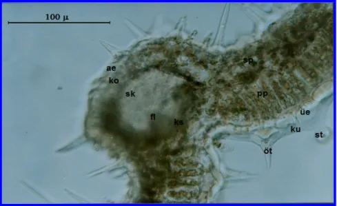 Şekil  3.7  Micromeria  myrtifolia  yaprak  anatomisi  ;  ku:  kutikula,  üe:  üst   epidermis, pp: palizat parankiması, sp: sünger parankiması, ks: ksilem, fl: floem, sk: 