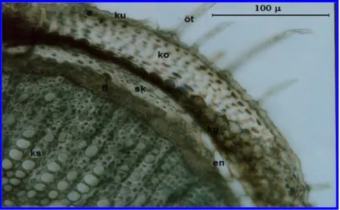 Şekil  3.14  Micromeria  juliana  gövde anatomisi ; ku: kutikula, e: epidermis,   ko: kollenkima, kp: korteks parankiması, en: endodermis, sk: sklerenkima, fl: floem,  ks: ksilem, öt: örtü tüyü    