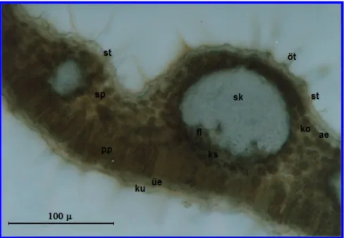 Şekil  3.17  Micromeria  juliana  yaprak  anatomisi  ;  ku:  kutikula,  üe:  üst   epidermis, pp: palizat parankiması, sp: sünger parankiması, ks: ksilem, fl: floem, sk: 