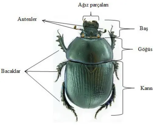 Şekil  1.2:  Geotrupes  spiniger  üstten  görünümü  (Societa  Entomologica  Italiana,  2015) 